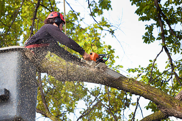 How Our Tree Care Process Works  in  Gowanda, NY